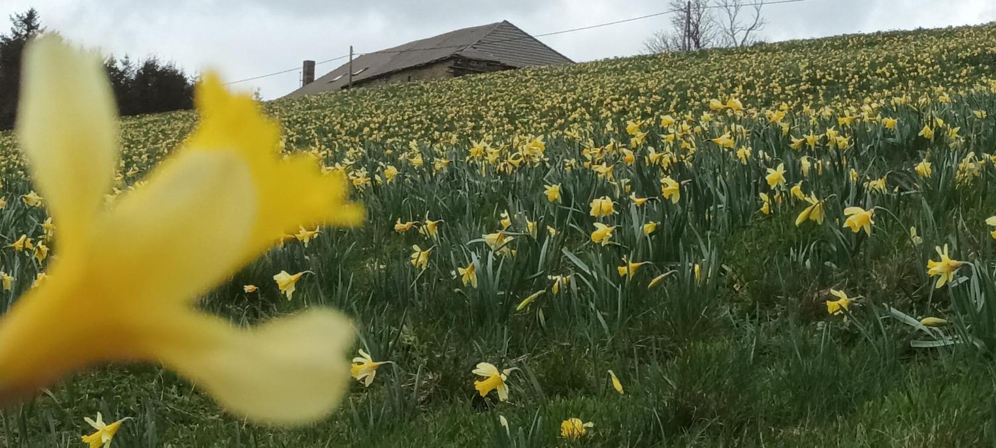 Vvf Haute Loire Saint-Julien-Chapteuil Bagian luar foto